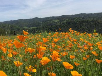 5 Must-See Attractions in Calaveras County