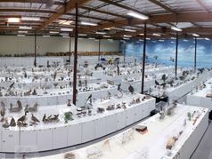 Western Foundation of Vertebrate Zoology